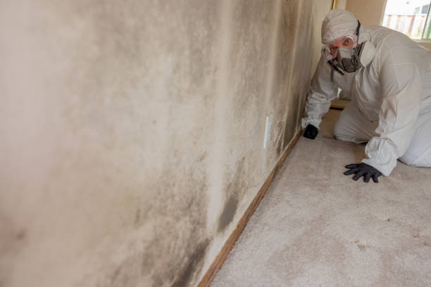 Trusted Grand Haven, MI Mold Removal Experts